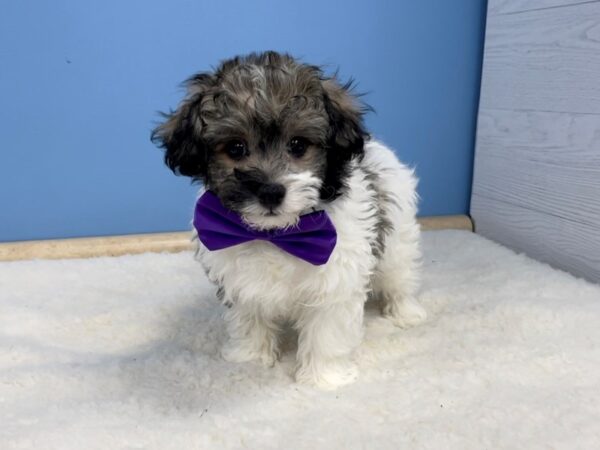 Teddy Bear-DOG-Male-Sable and White-20625-Petland Batavia, Illinois