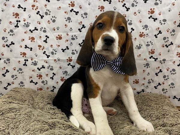 Beagle-DOG-Male-Tri  Colored-12736-Petland Batavia, Illinois