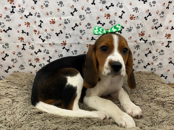 Beagle DOG Female Tri  Colored 12737 Petland Batavia, Illinois