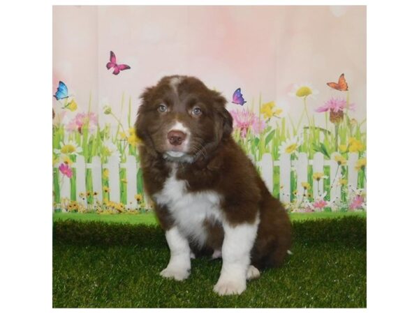 Border Collie DOG Male Red / White 20911 Petland Batavia, Illinois