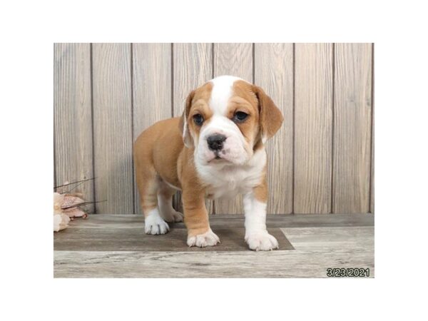 Beabull-DOG-Female-Fawn / White-12755-Petland Batavia, Illinois