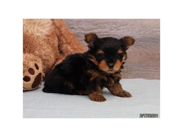 Yorkshire Terrier DOG Male Black / Gold 12753 Petland Batavia, Illinois