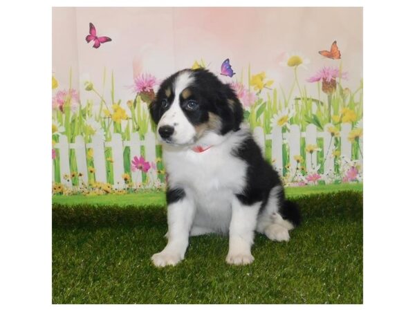 Border Collie DOG Female Black 12745 Petland Batavia, Illinois