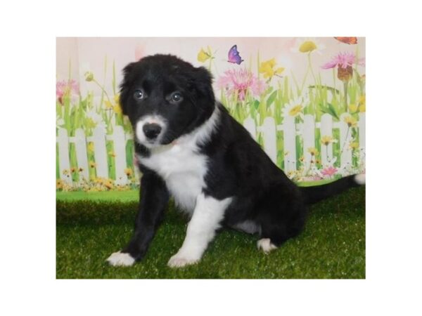 Border Collie DOG Female Black / White 20638 Petland Batavia, Illinois