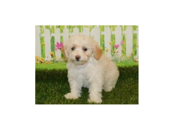 Maltipoo DOG Female Cream 20640 Petland Batavia, Illinois