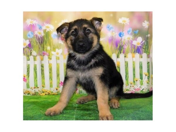 German Shepherd Dog-DOG-Male-Black / Tan-12747-Petland Batavia, Illinois
