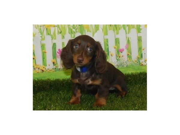 Dachshund-DOG-Female-Chocolate / Tan-12746-Petland Batavia, Illinois