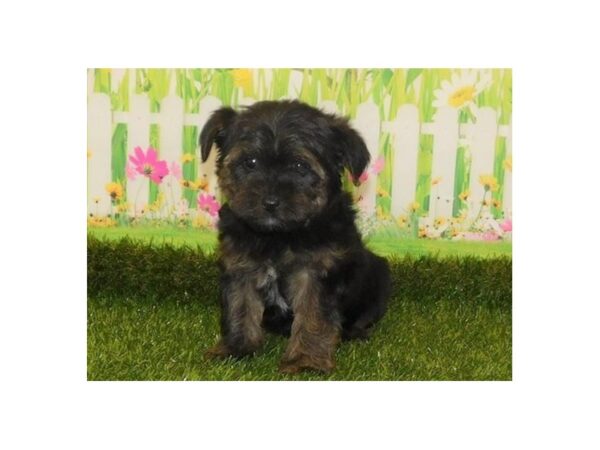 Yorkie Poo-DOG-Male-Black / Tan-12748-Petland Batavia, Illinois