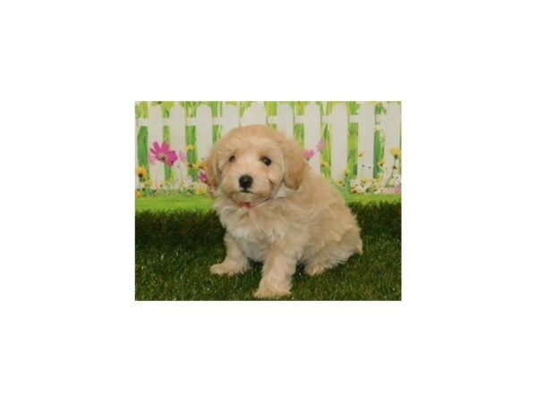 Malti Poo DOG Male Apricot 12749 Petland Batavia, Illinois