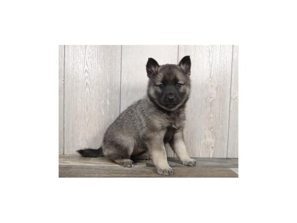Norwegian Elkhound-DOG-Female-Black / Silver-12752-Petland Batavia, Illinois
