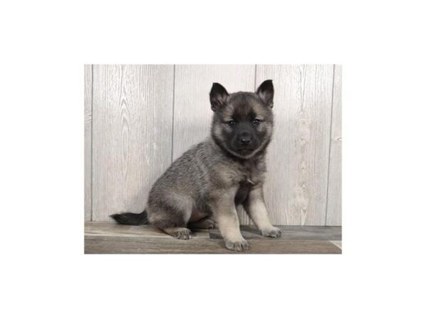 Norwegian Elkhound DOG Female Black / Silver 12752 Petland Batavia, Illinois