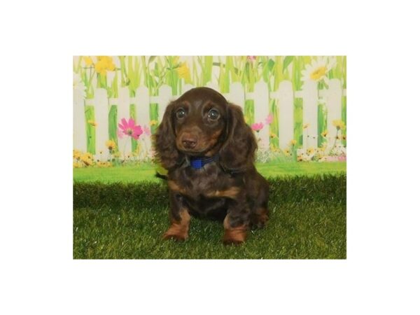 Dachshund-DOG-Female-Chocolate / Tan-20909-Petland Batavia, Illinois