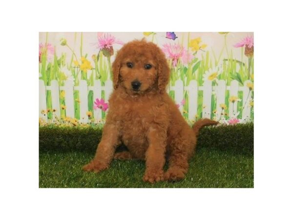 Goldendoodle 2nd Gen-DOG-Female-Red-20913-Petland Batavia, Illinois
