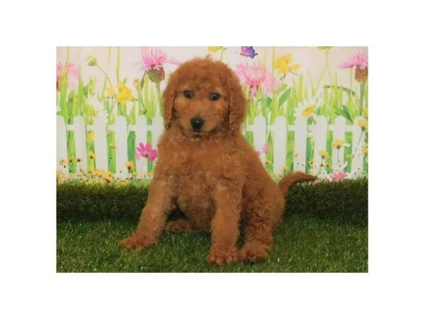 Goldendoodle 2nd Gen DOG Female Red 20913 Petland Batavia, Illinois