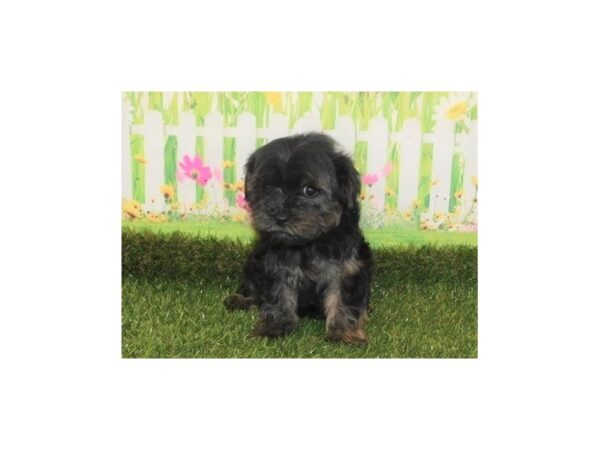 Yorkie Poo-DOG-Male-Black / Tan-20915-Petland Batavia, Illinois