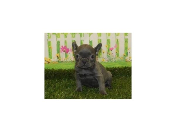 French Bulldog-DOG-Female-Blue-20910-Petland Batavia, Illinois