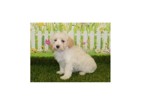 Maltipoo DOG Male Cream 20914 Petland Batavia, Illinois