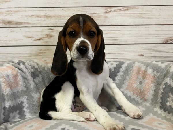 Beagle DOG Female Tri  Colored 20920 Petland Batavia, Illinois