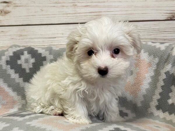 Maltese DOG Female White 20918 Petland Batavia, Illinois