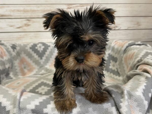 Yorkshire Terrier-DOG-Male-Black / Tan-20916-Petland Batavia, Illinois