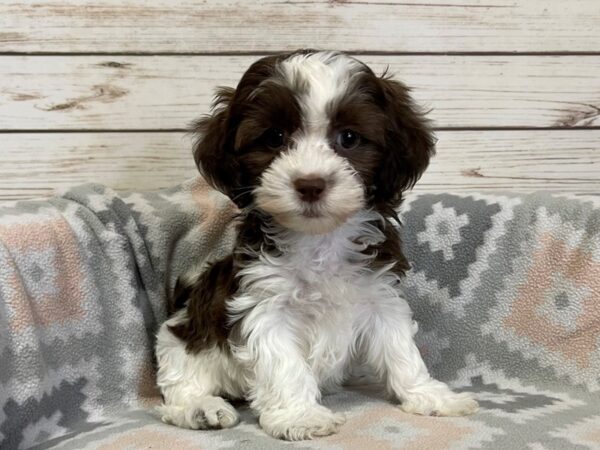 Hava Tzu DOG Female Chocolate and White 20908 Petland Batavia, Illinois