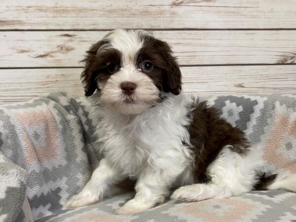 Hava Tzu DOG Male Chocolate and White 20907 Petland Batavia, Illinois