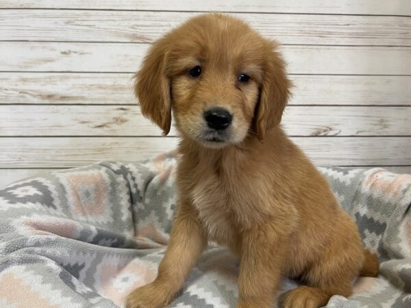 Golden Retriever-DOG-Male-Golden-20906-Petland Batavia, Illinois