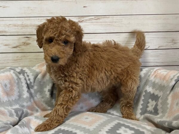 Goldendoodle Mini 2nd Gen DOG Female Red 20905 Petland Batavia, Illinois
