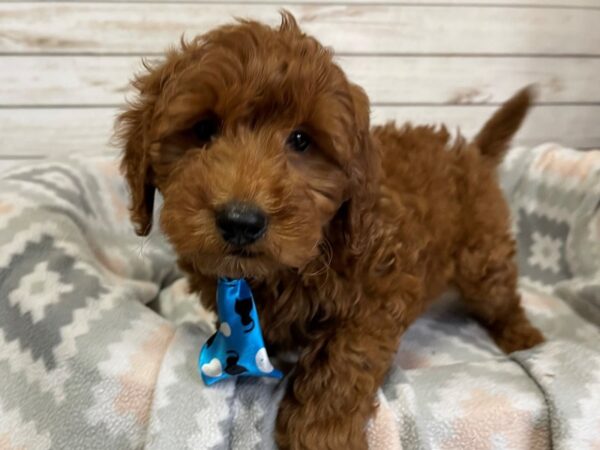 Goldendoodle Mini 2nd Gen DOG Male Dark Red 20904 Petland Batavia, Illinois