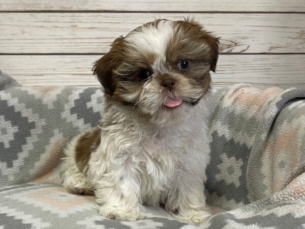 Shih Tzu DOG Female Sable and White 20903 Petland Batavia, Illinois