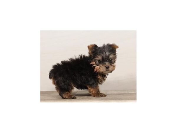 Yorkshire Terrier-DOG-Male-Black / Tan-12754-Petland Batavia, Illinois
