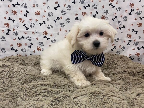 Maltese DOG Male White 12751 Petland Batavia, Illinois