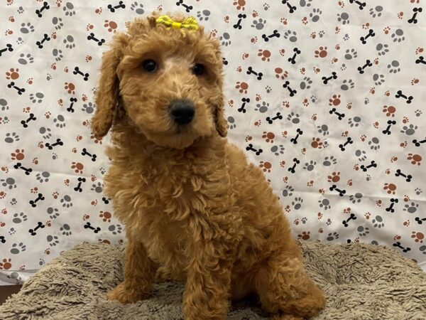 Goldendoodle Mini 2nd Gen DOG Female Red 12738 Petland Batavia, Illinois