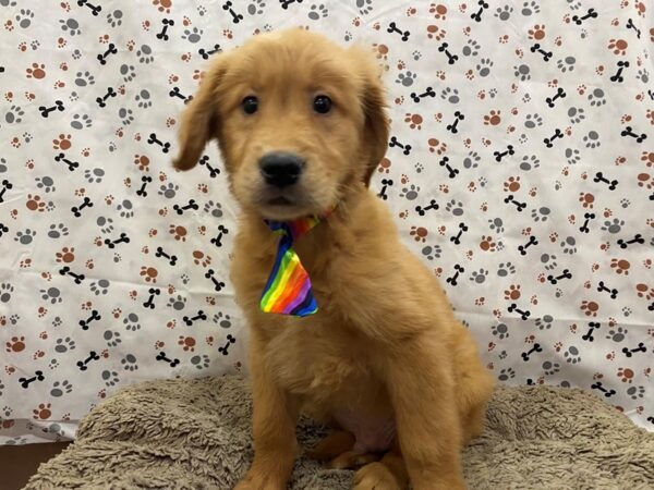 Golden Retriever DOG Male Golden 12740 Petland Batavia, Illinois