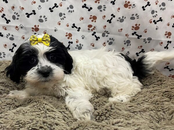 Shih Tzu DOG Female Black and White 12741 Petland Batavia, Illinois