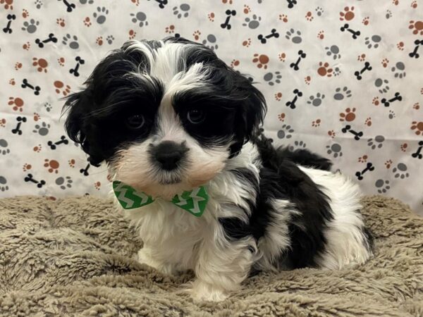 Shih Tzu DOG Female Black and White 12742 Petland Batavia, Illinois