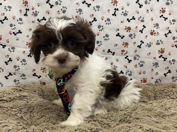 Hava Tzu DOG Male Chocolate and White 12744 Petland Batavia, Illinois