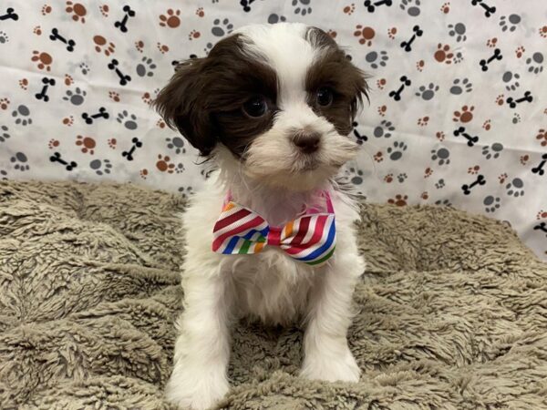 Hava Tzu DOG Female Chocolate and White 12743 Petland Batavia, Illinois