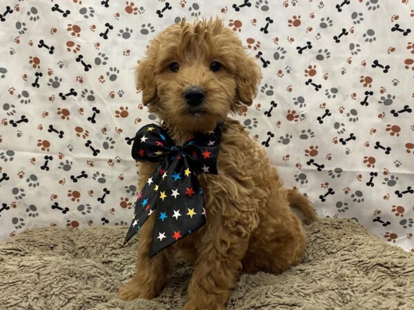 Goldendoodle Mini 2nd Gen-DOG-Male-Red-12739-Petland Batavia, Illinois