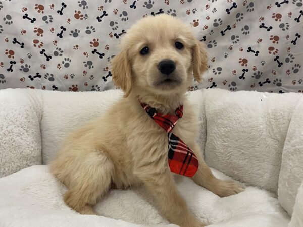 Golden Retriever-DOG-Male-Light Golden-12731-Petland Batavia, Illinois