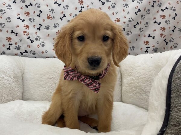 Golden Retriever-DOG-Female-Light Golden-12730-Petland Batavia, Illinois