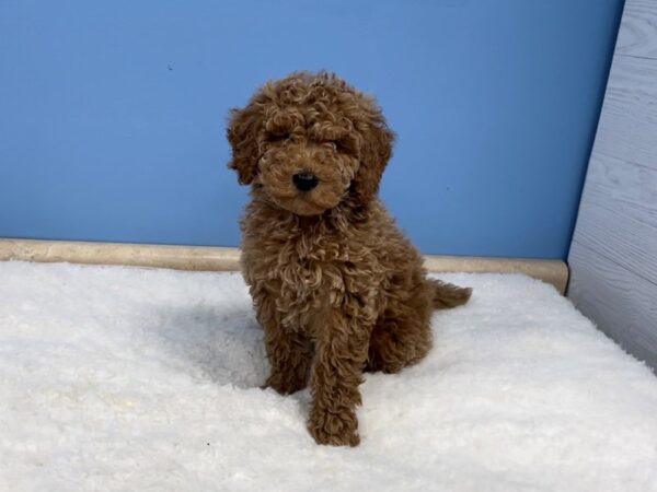 Goldendoodle Mini 2nd Gen DOG Male Red 20633 Petland Batavia, Illinois