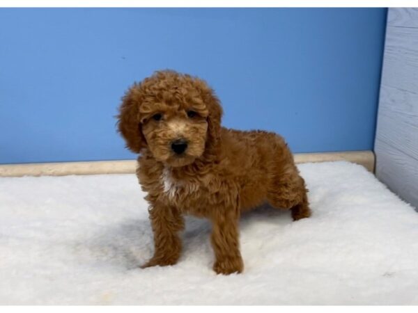 Goldendoodle Mini 2nd Gen DOG Male Red 20632 Petland Batavia, Illinois