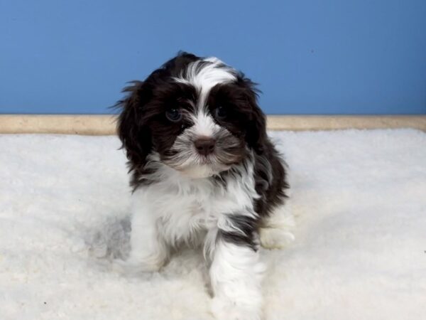 Hava Tzu DOG Female Chocolate and White 20637 Petland Batavia, Illinois