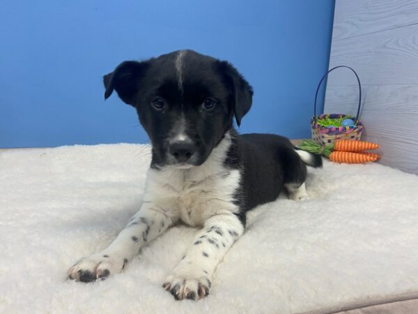 Heeler/Border Collie-DOG-Male-Black & White-20647-Petland Batavia, Illinois