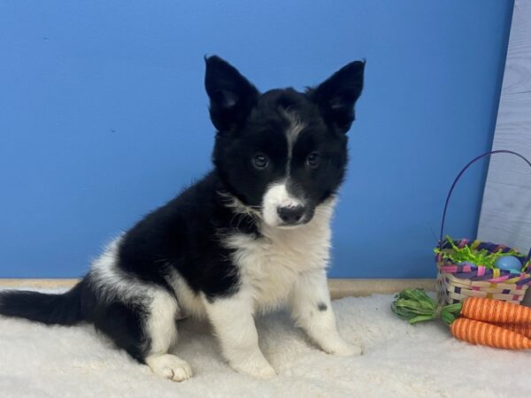 Heeler/Border Collie-DOG-Female-Black & White-12762-Petland Batavia, Illinois