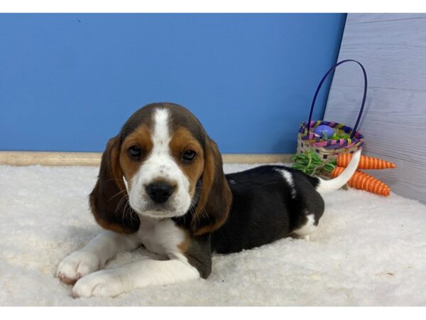Beagle-DOG-Female-Tri Color-12763-Petland Batavia, Illinois