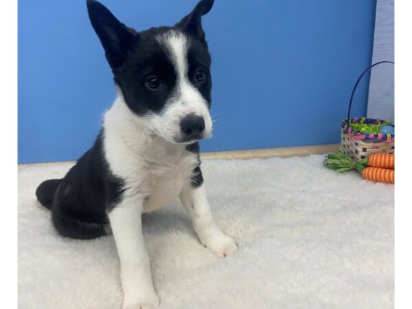 Heeler/Border Collie-DOG-Male-Black & White-20930-Petland Batavia, Illinois