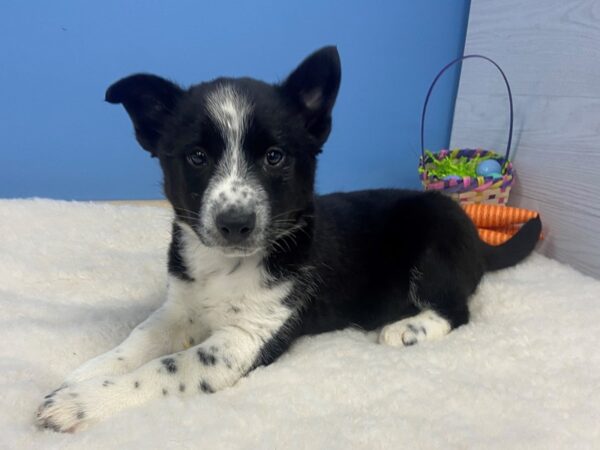 Heeler/Border Collie-DOG-Male-Black & White-20649-Petland Batavia, Illinois
