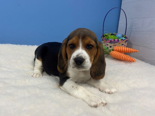Beagle-DOG-Female-Tri Color-20931-Petland Batavia, Illinois